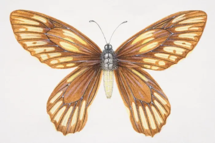 Framed Print : Queen Alexandras Birdwing, Ornithoptera alexandrae, yellow and brown butterfly Framed Print : Queen Alexandras Birdwing, Ornithoptera alexandrae, yellow and brown butterfly