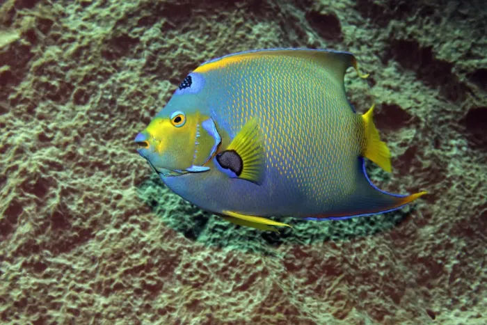 Framed Print : Queen Angelfish -Holacanthus ciliaris- in front of sponge, Little Tobago, Trinidad and Tobago Framed Print : Queen Angelfish -Holacanthus ciliaris- in front of sponge, Little Tobago, Trinidad and Tobago