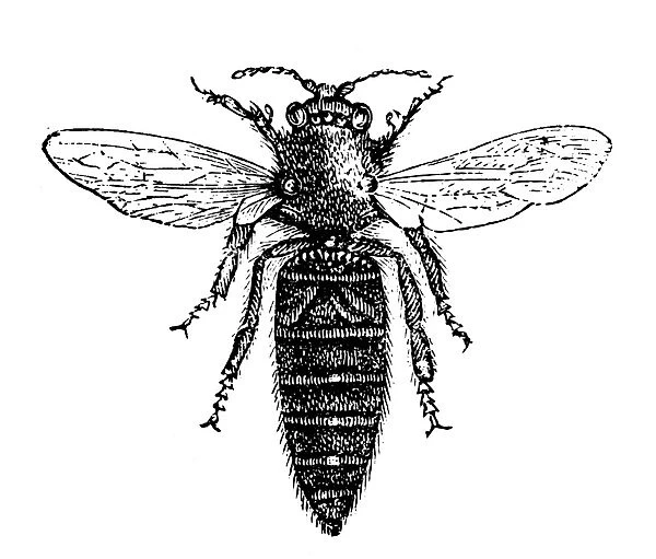 Queen bee. Illustration of a Queen bee