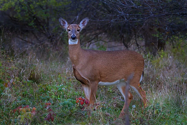 Queen Doe. White-tailed deer
