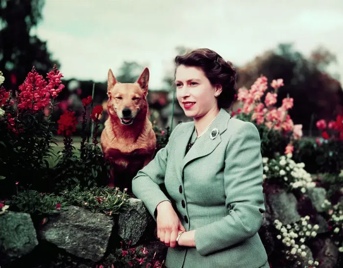 Framed Print : Queen Elizabeth in Garden with Dog Framed Print : Queen Elizabeth in Garden with Dog