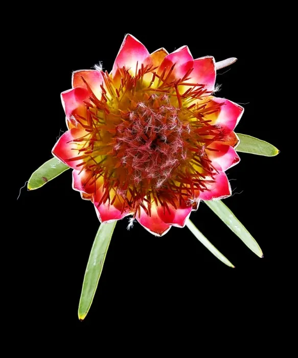 Framed Print : Queen Protea Top Framed Print : Queen Protea Top