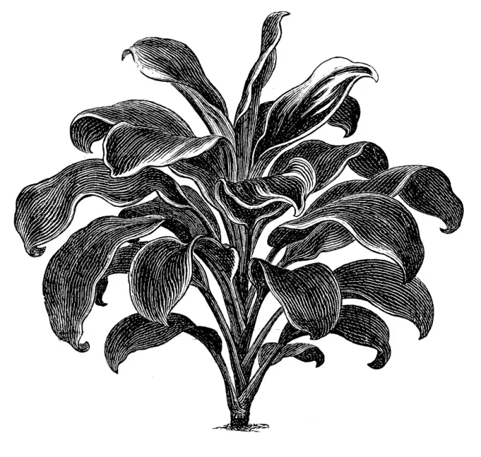 Framed Print : Queenly Dracaena (Dracaena regina)
