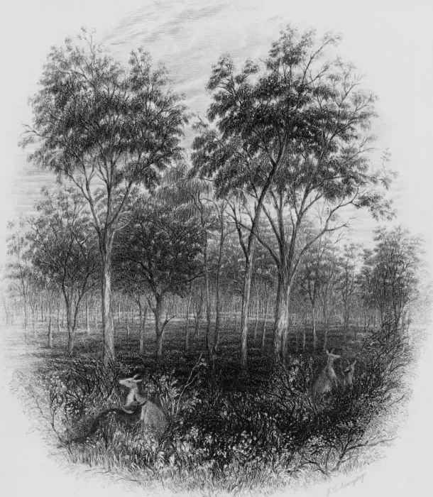 Framed Print : Queensland Bush Framed Print : Queensland Bush