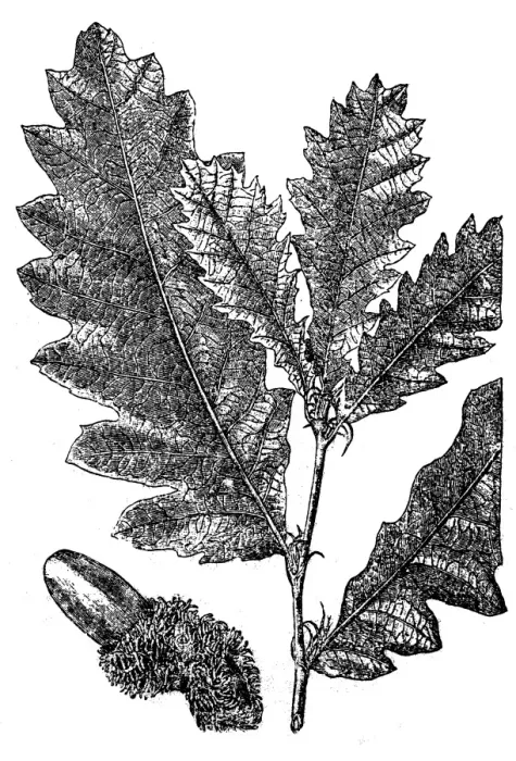 Framed Print : Quercus cerris, the Turkey oak or Austrian oak Framed Print : Quercus cerris, the Turkey oak or Austrian oak