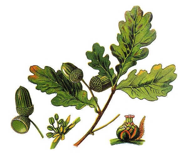 Quercus robur, commonly known as common oak, pedunculate oak, European oak or English oak