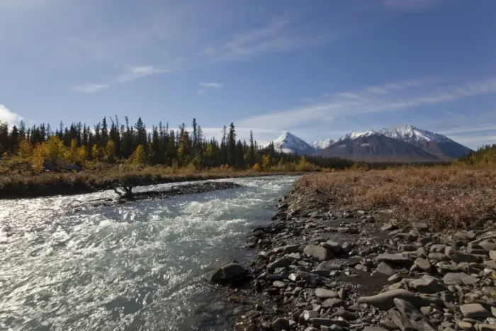 Framed Print : Quill Creek, Indian summer, leaves in fall colours, autumn, St. Elias Mountains, Kluane National Park and Reserve behind, Yukon Territory, Canada