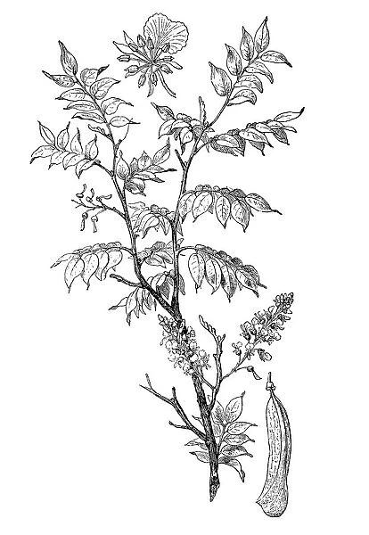 Quina (Myroxylon peruiferum)
