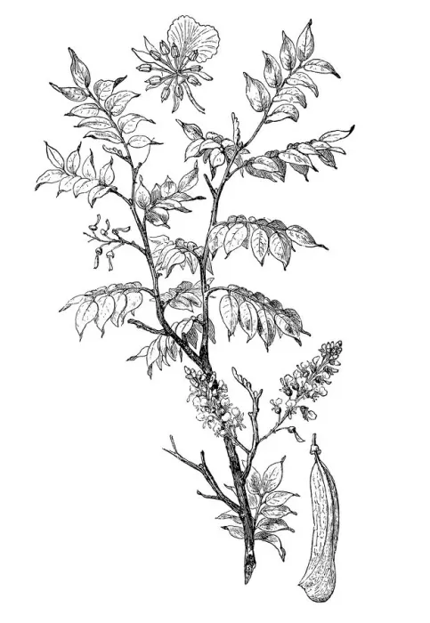 Framed Print : Quina (Myroxylon peruiferum) Framed Print : Quina (Myroxylon peruiferum)