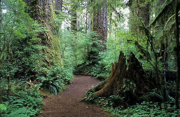 Quinault Rainforest, Washington, USA