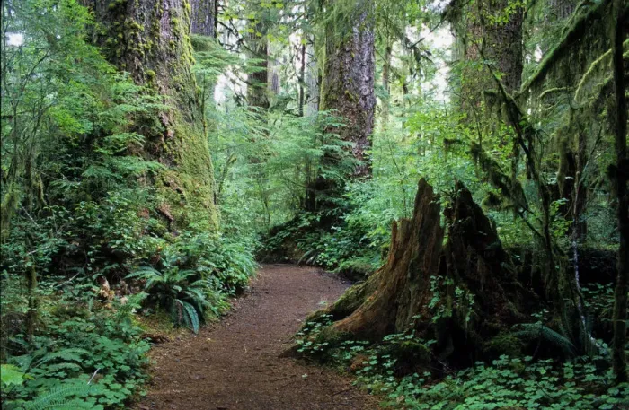 Framed Print : Quinault Rainforest, Washington, USA Framed Print : Quinault Rainforest, Washington, USA