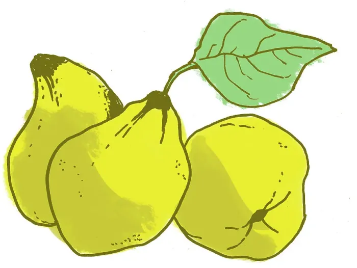 Framed Print : Quince. Dorling Kindersley Prints Framed Print : Quince. Dorling Kindersley Prints