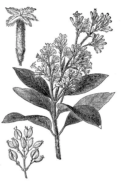 Quinine (cinchona calisaya)
