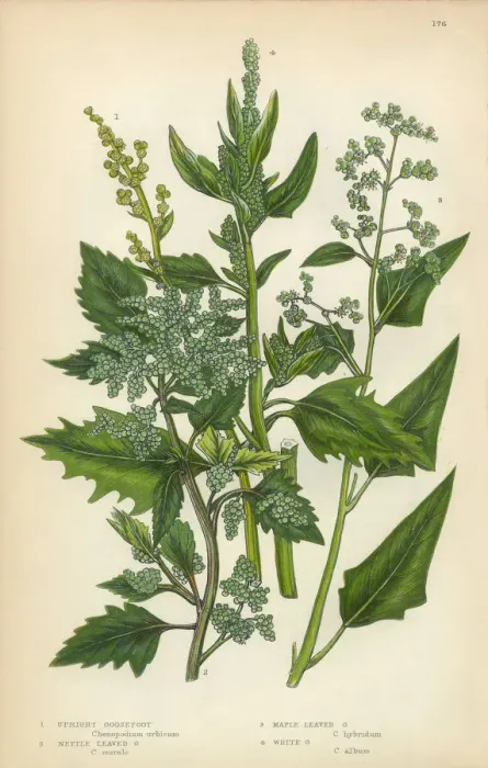 Framed Print : Quinoa, Goosefoot, Amaranth, Root, Beet, Chenopodium, Victorian Botanical Illustration Framed Print : Quinoa, Goosefoot, Amaranth, Root, Beet, Chenopodium, Victorian Botanical Illustration