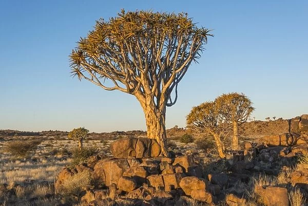 Quiver tree -Aloe dichotoma-, near Keetmanshoop, Namibia
