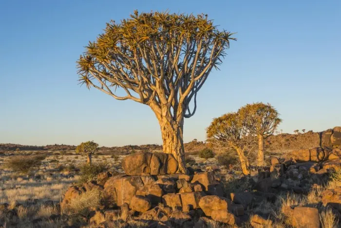 Framed Print : Quiver tree -Aloe dichotoma-, near Keetmanshoop, Namibia Framed Print : Quiver tree -Aloe dichotoma-, near Keetmanshoop, Namibia