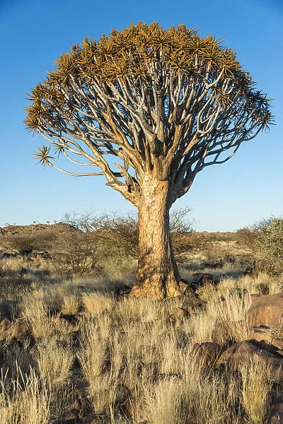 Quiver tree -Aloe dichotoma-, near Keetmanshoop, Namibia