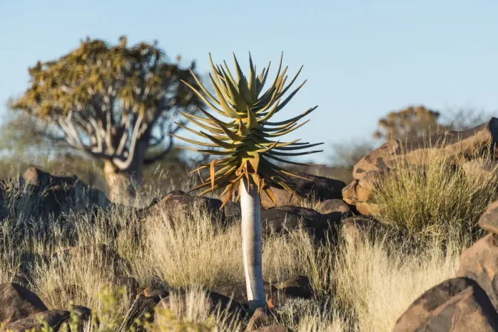 Framed Print : Quiver tree -Aloe dichotoma-, near Keetmanshoop, Namibia Framed Print : Quiver tree -Aloe dichotoma-, near Keetmanshoop, Namibia