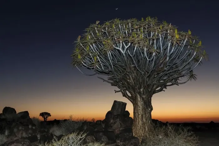 Framed Print : Quiver tree (Aloe dichotoma), night scene, in the Quiver Tree Forest in Garaspark in Keetmanshoop