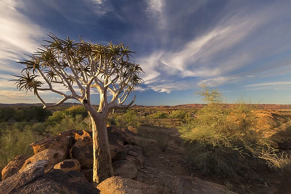 Quiver tree on dry earth against blue sky - Augrabies Waterfalls, South Africa