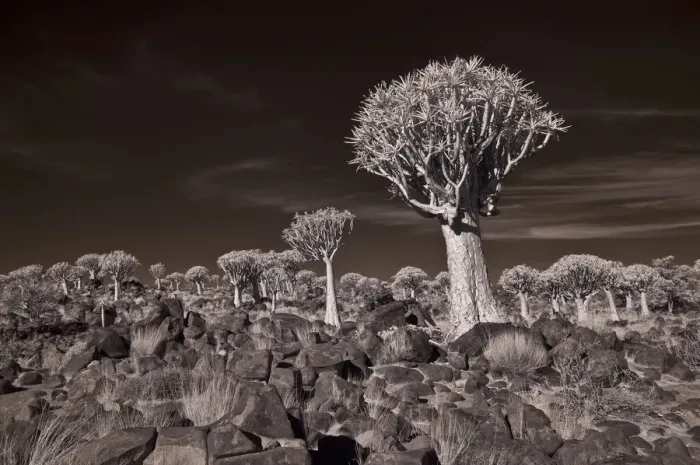 Framed Print : The Quiver Tree Forest of Namibia Photographed in Infrared. Keetmanshoop, Namibia Framed Print : The Quiver Tree Forest of Namibia Photographed in Infrared. Keetmanshoop, Namibia