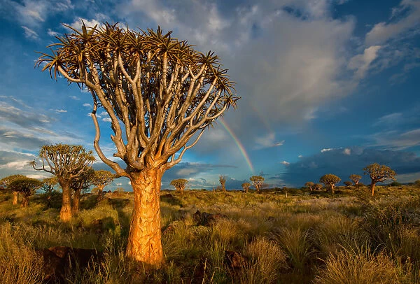 The Quiver Tree Forest with a rainbow at sunset shortly after a summer thunderstorm. Keetmanshoop, Namibia