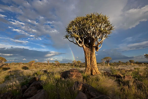 Quiver Tree Forest with a Rainbow after a Thunderstorm, Keetmanshoop, Namibia