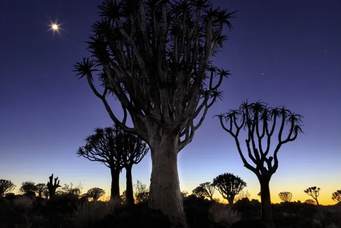 Framed Print : Quiver tree Forest at sunrise, Keetmanshoop, Namibia Framed Print : Quiver tree Forest at sunrise, Keetmanshoop, Namibia