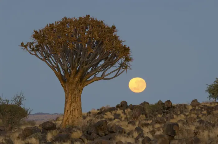 Framed Print : Quiver tree, Keetmanshoop, Namibia Framed Print : Quiver tree, Keetmanshoop, Namibia