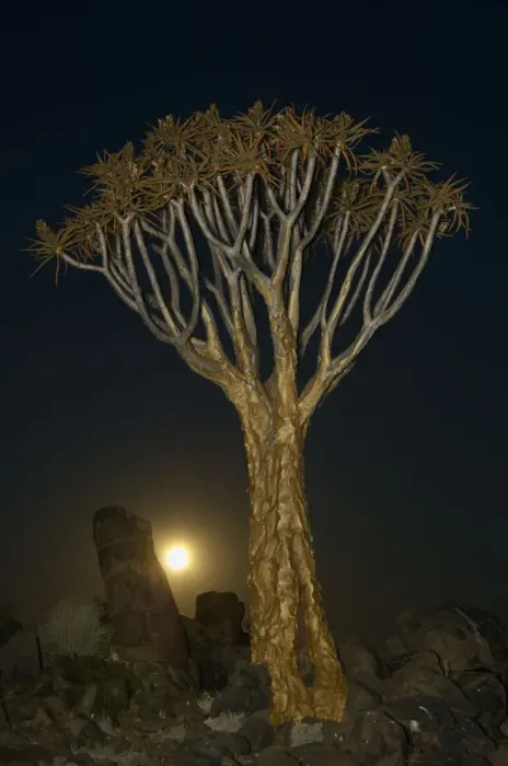 Framed Print : Quiver tree, Keetmanshoop, Namibia Framed Print : Quiver tree, Keetmanshoop, Namibia