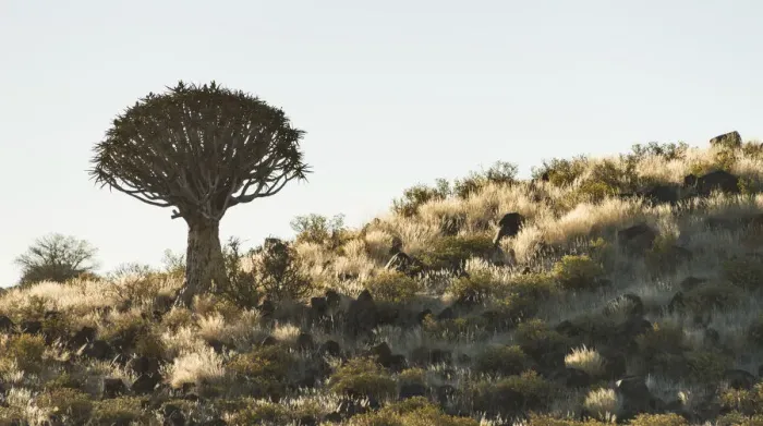 Framed Print : Quiver Tree or Kokerbaum -Aloe dichotoma-, near Keetmanshoop, Namibia