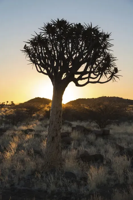 Framed Print : Quiver Tree or Kokerbaum -Aloe dichotoma-, near Keetmanshoop, Namibia