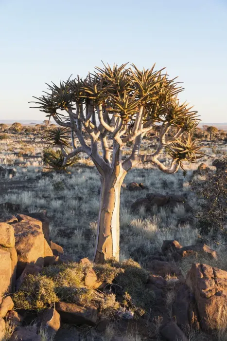 Framed Print : Quiver Tree or Kokerbaum -Aloe dichotoma-, near Keetmanshoop, Namibia Framed Print : Quiver Tree or Kokerbaum -Aloe dichotoma-, near Keetmanshoop, Namibia