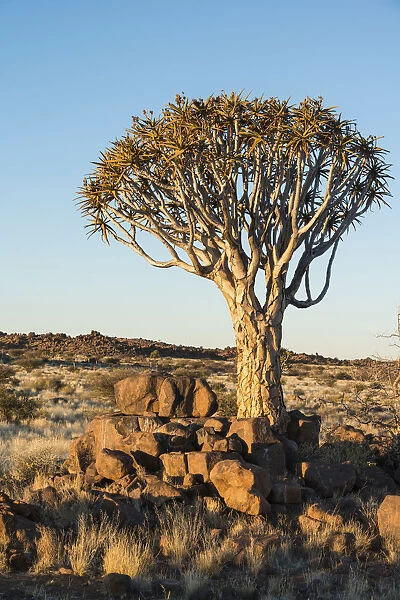 Quiver Tree or Kokerbaum -Aloe dichotoma-, near Keetmanshoop, Namibia