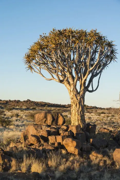 Framed Print : Quiver Tree or Kokerbaum -Aloe dichotoma-, near Keetmanshoop, Namibia Framed Print : Quiver Tree or Kokerbaum -Aloe dichotoma-, near Keetmanshoop, Namibia