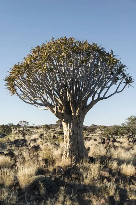 Framed Print : Quiver Tree or Kokerbaum -Aloe dichotoma-, near Keetmanshoop, Namibia Framed Print : Quiver Tree or Kokerbaum -Aloe dichotoma-, near Keetmanshoop, Namibia