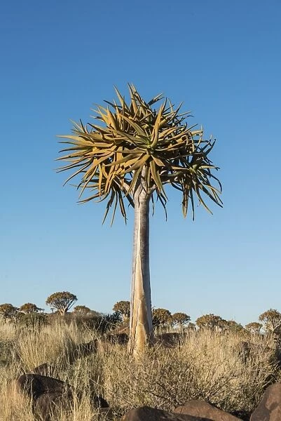 Quiver Tree or Kokerbaum -Aloe dichotoma-, near Keetmanshoop, Namibia