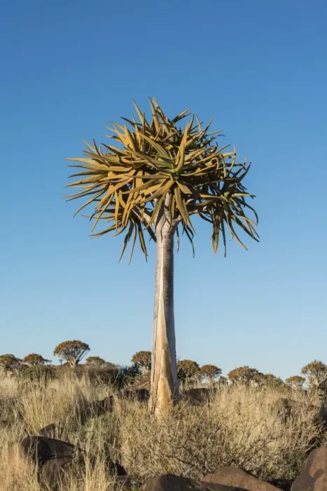 Framed Print : Quiver Tree or Kokerbaum -Aloe dichotoma-, near Keetmanshoop, Namibia Framed Print : Quiver Tree or Kokerbaum -Aloe dichotoma-, near Keetmanshoop, Namibia