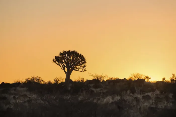 Framed Print : Quiver Tree or Kokerbaum -Aloe dichotoma-, at sunset, near Keetmanshoop, Namibia Framed Print : Quiver Tree or Kokerbaum -Aloe dichotoma-, at sunset, near Keetmanshoop, Namibia