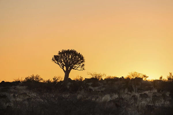 Quiver Tree or Kokerbaum -Aloe dichotoma-, at sunset, near Keetmanshoop, Namibia