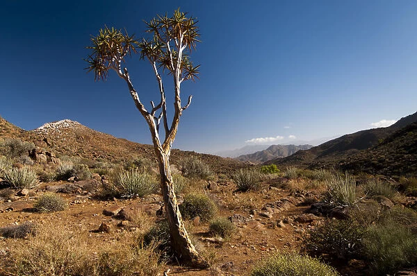 Quiver Tree or Kokerboom -Aloe dichotoma-, Richtersveld National Park, Northern Cape, South Africa, Africa