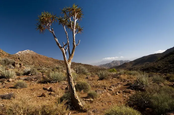 Framed Print : Quiver Tree or Kokerboom -Aloe dichotoma-, Richtersveld National Park, Northern Cape, South Africa, Africa