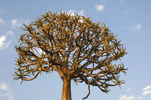Quiver tree or Kokerboom -Aloe dichotoma-, Namaqualand, South Africa, Africa