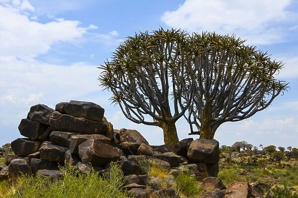 Quiver tree or Kokerboom -Aloe dichotoma-, Quiver Tree Forest, Namibia, Africa