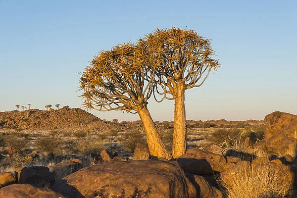 Quiver trees -Aloe dichotoma-, near Keetmanshoop, Namibia