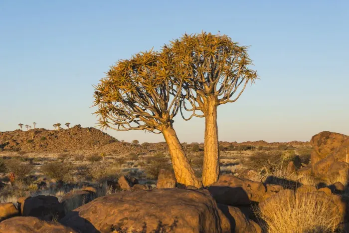 Framed Print : Quiver trees -Aloe dichotoma-, near Keetmanshoop, Namibia