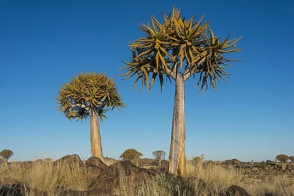 Quiver trees -Aloe dichotoma-, near Keetmanshoop, Namibia