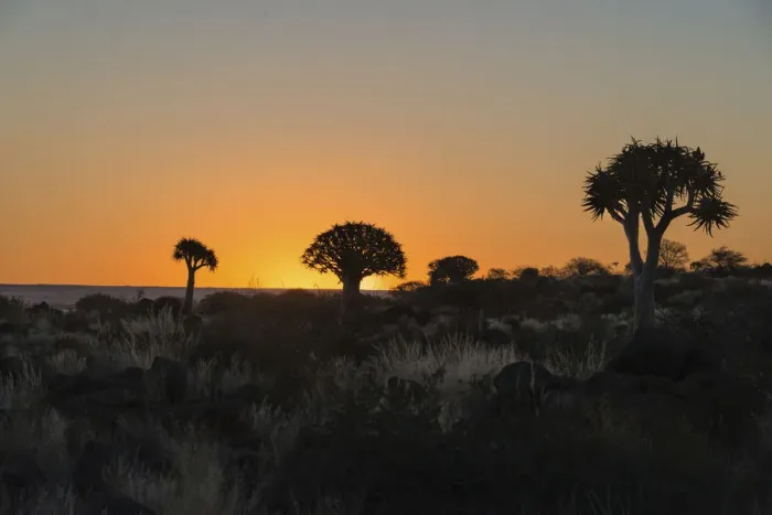 Framed Print : Quiver Trees or Kokerbaum -Aloe dichotoma-, at sunset, near Keetmanshoop, Namibia Framed Print : Quiver Trees or Kokerbaum -Aloe dichotoma-, at sunset, near Keetmanshoop, Namibia