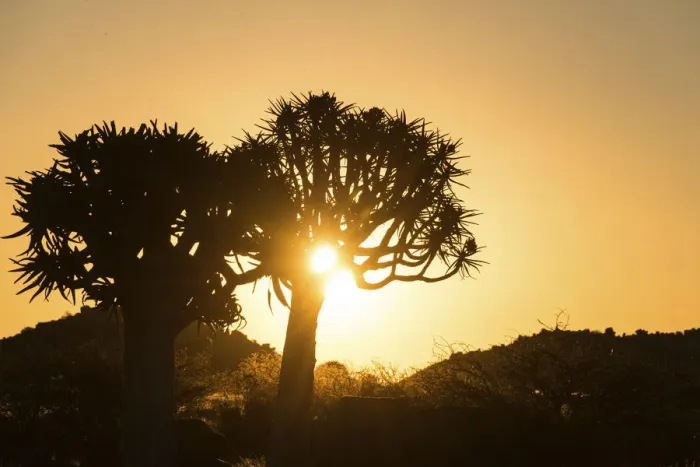 Framed Print : Quiver Trees or Kokerbaum -Aloe dichotoma-, at sunset, near Keetmanshoop, Namibia Framed Print : Quiver Trees or Kokerbaum -Aloe dichotoma-, at sunset, near Keetmanshoop, Namibia