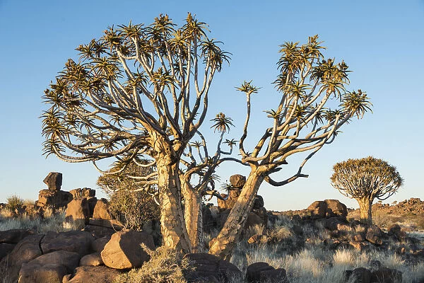 Quiver Trees or Kokerbaum -Aloe dichotoma-, near Keetmanshoop, Namibia
